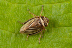 Aphrodes diminuta