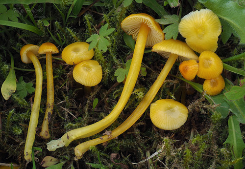Glutinous Waxcap