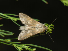 Cucullia xeranthemi