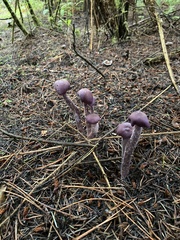 Laccaria amethysteo-occidentalis