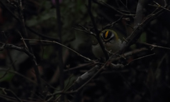 Regulus ignicapilla ignicapilla