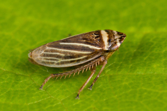 Aphrodes diminuta