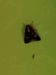 Melipotis famelica