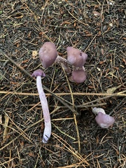 Laccaria amethysteo-occidentalis