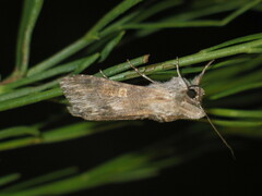 Cucullia xeranthemi