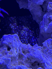 Enchelycore pardalis