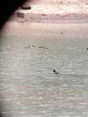 Fulica cornuta