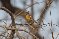 Emberiza flaviventris flaviventris