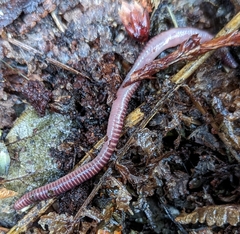 Eisenia fetida