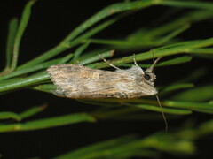 Cucullia xeranthemi