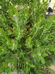 Leucospermum conocarpodendron