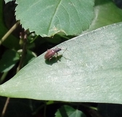 Phyllobius oblongus
