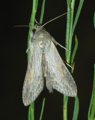 Cucullia dracunculi