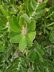 Leucospermum conocarpodendron