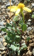 Packera hyperborealis