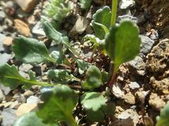 Packera hyperborealis