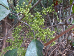 Reissantia grahamii