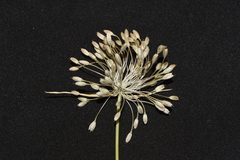 Allium paniculatum