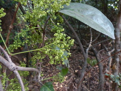 Reissantia grahamii