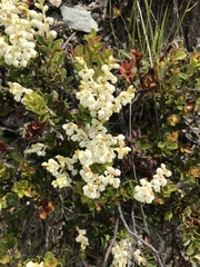 Gaultheria crassa