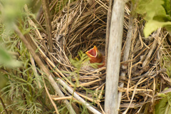 Molothrus bonariensis