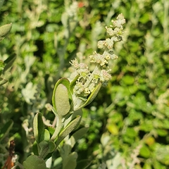 Rhagodia candolleana