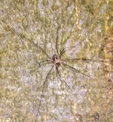 Dicranopalpus larvatus