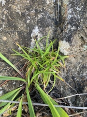 Carex breviculmis