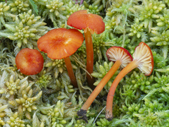Hygrocybe helobia
