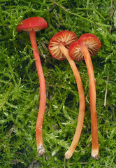 Hygrocybe helobia