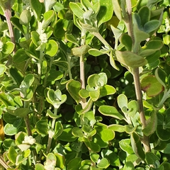 Rhagodia candolleana