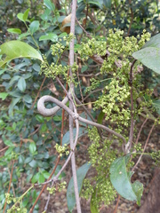 Reissantia grahamii