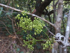 Reissantia grahamii