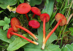 Hygrocybe helobia