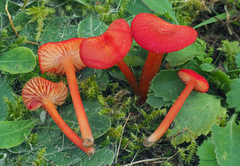 Hygrocybe helobia