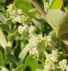 Rhagodia candolleana