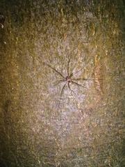 Dicranopalpus larvatus