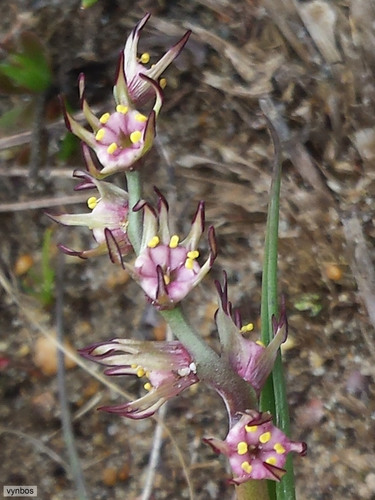 Wurmbea monopetala (Wurmbea monopetala)