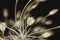 Allium paniculatum