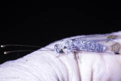 Ululodes macleayanus