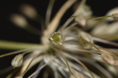Allium paniculatum