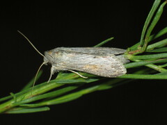 Cucullia dracunculi