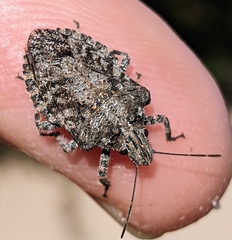 Brochymena parva