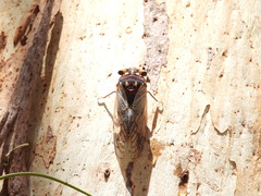 Macrotristria angularis