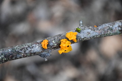 Tremella mesenterica