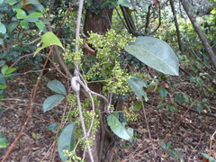 Reissantia grahamii