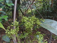 Reissantia grahamii
