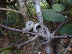 Reissantia grahamii