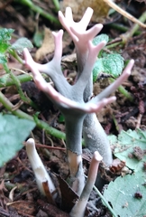 Fungi