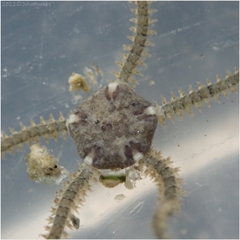 Amphipholis squamata